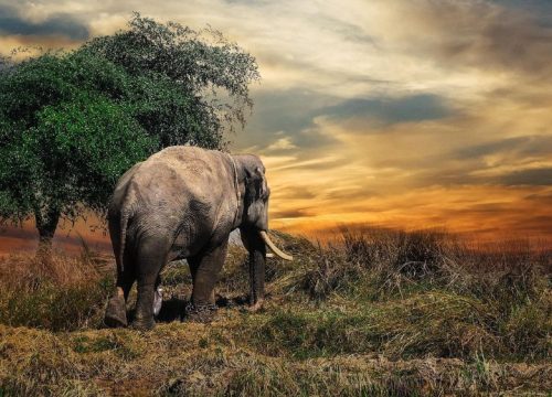 Wild Planet Safari – 3 Day Kruger Tour February 2016