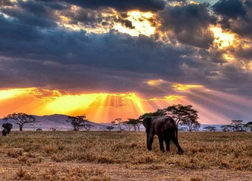 Wild Planet Safari – 7 Day Kruger Tour