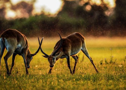 Klipspringer – The Bushveld Ballerinas