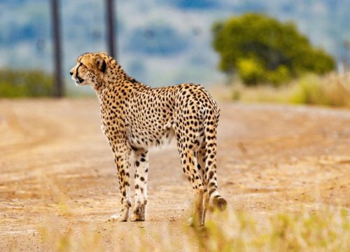 Wild Planet Safari – 4 Day Kruger Tour – February 2016