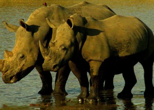 White Rhino Mother Teaches Baby Defense.