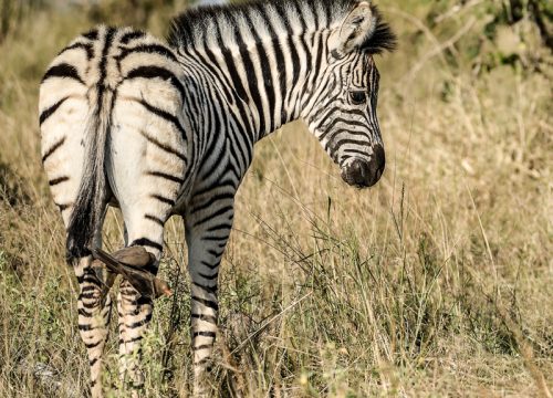 How Long Should I Stay in South Africa for a Good Trip?