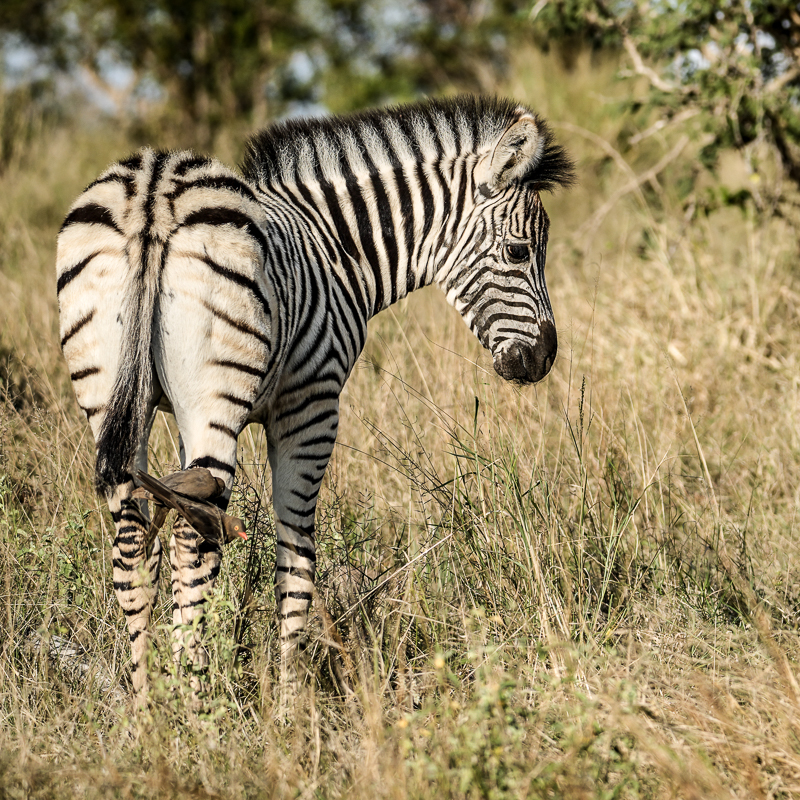 How Long Should I Stay in South Africa for a Good Trip