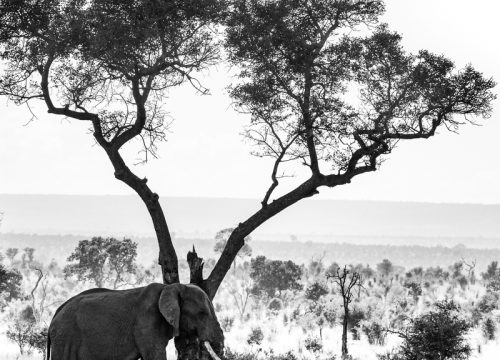 How to Choose the Best Safari Company in South Africa