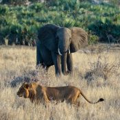 kruger national park multi day tours