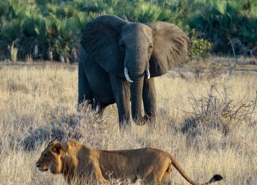 Discover Africa’s Most Iconic Animal Families on Safari