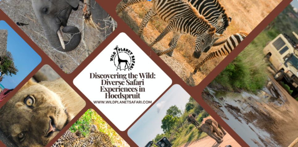 Discovering-the-Wild.