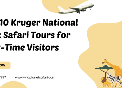Top 10 Kruger National Park Safari Tours for First-Time Visitors