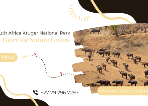 Top 10 South Africa Kruger National Park Wildlife Tours for Nature Lovers