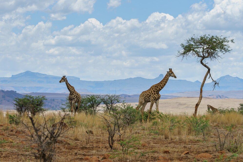 8 Best Places to Visit in South Africa: Our 2026 Bucket List