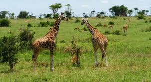 The Ultimate 2026 Guide to the Best Africa Safari Adventure