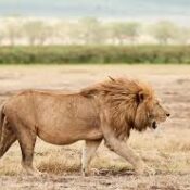 Where-to-See-Lions-in-Africa-Wild-Planet-Safar