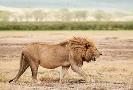 Where to See Lions in Africa